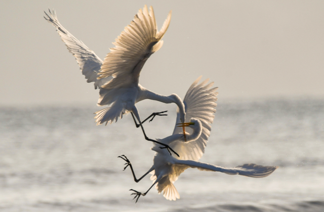  Two Great Egrets battle for territorial fishing rights